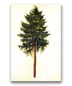 Obraz Albrecht Dürer - Sosna