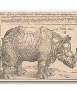 Obraz Albrecht Dürer - Nosorożec
